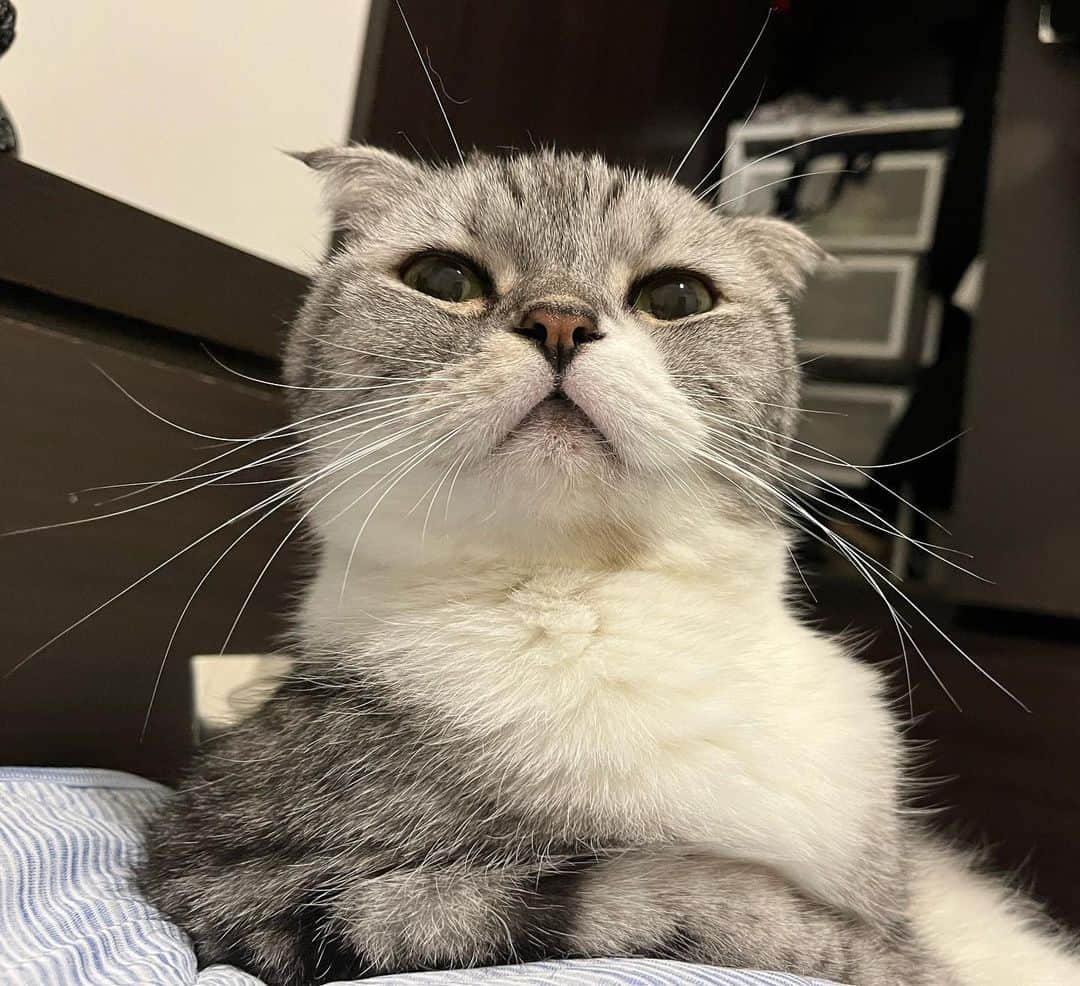 KATSUOのインスタグラム：「にゃんかようか  #cat#cats#catsofinstagram #catstagram #katsuo#猫#ねこ」