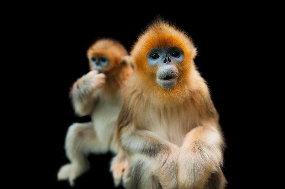 Joel Sartoreさんのインスタグラム写真 - (Joel SartoreInstagram)「These remarkable looking creatures are endangered golden snub-nosed monkeys I photographed @hkoceanpark. This species can withstand the coldest average temperatures of any non-human primate in the world; living in the montane forests of southwestern China where snow can last for up to four months every winter. Though it hasn’t been confirmed through research, some scientists believe the peculiar shape of their nose, especially the flaps of skin above their high-arching nostrils, aid in protecting against frostbite.  #monkeys #primate #animal #wildlife #photography #animalphotography #wildlifephotography #studioportrait #PhotoArk @insidenatgeo」7月9日 23時11分 - joelsartore