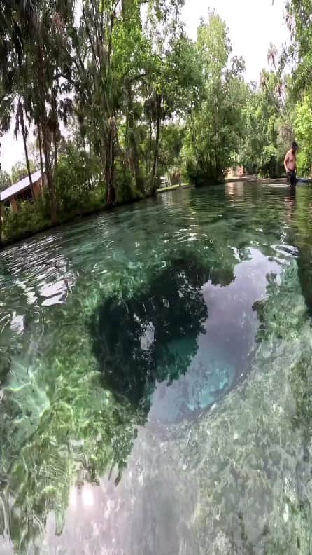 Padgramのインスタグラム：「@andyspinelli —Located on the famous Chassahowitzka River, Seven Sisters Springs is a unique destination in Florida.   Once you enter, you’ll discover the cavernous tunnels of Seven Sisters Springs. These tunnels are grouped together, linking two or four at a time. 🎥 @andyspinelli  📍Florida, USA 🇺🇸  🎶seven-skyfall beats  #pgdaily #pgstar#pgcounty #springs #planetgo#planet #planetearth #amazing #awesome #nature #usa #usalife #usa🇺🇸 #florida」