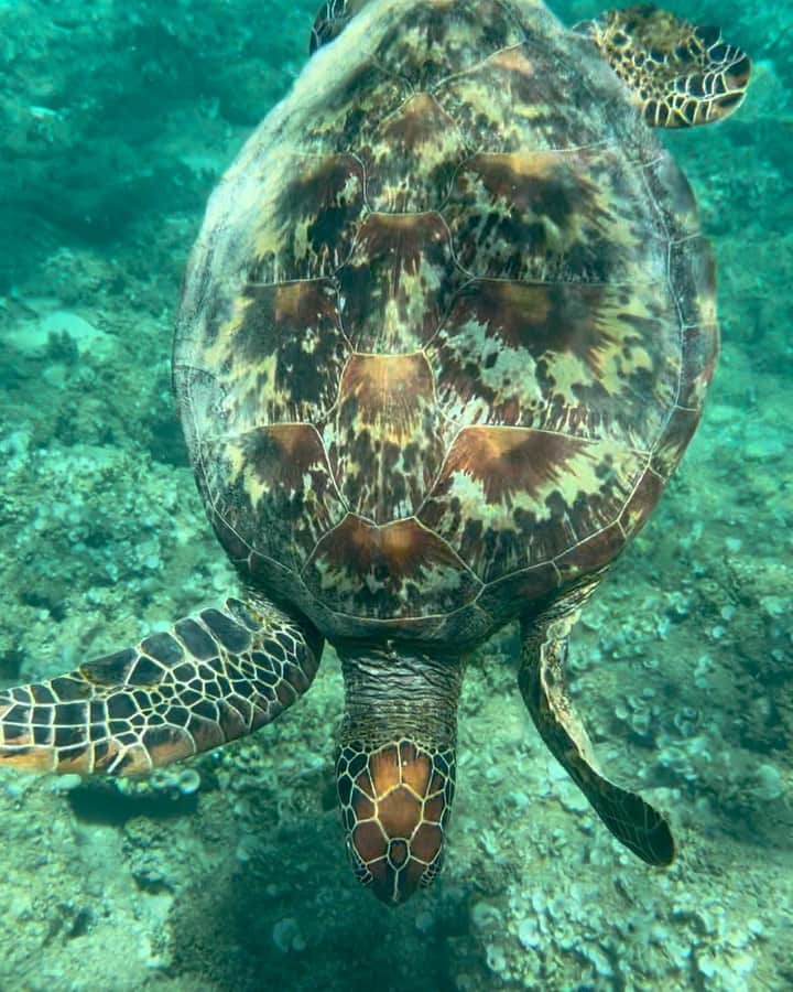 照屋 健太郎のインスタグラム：「Okinawa Aka Island🤿💭🐢 家族のお祝いと娘の誕生日のお祝いで僕の両親と一緒に阿嘉島へ🚢BIRTHDAY TRIP🎂海でシュノーケリングをしていたら、人生で初めて海亀が隣で泳いでくれる体験をしました‼️めちゃめちゃ感動の体験でした🙌🙌  キレイな珊瑚やお魚も見れて、夜、宿に帰ってきたら阿嘉島の天然記念物(ケラマジカ🦌)が3頭もいてパニック😂動画めちゃめちゃ面白い😂😂  星もたくさん見えました。さそり座がとっても大きく見えました。家族みんなで沖縄本島では体感できない自然を満喫できて、すごく楽しかったです！  #ぜんぶiPhoneで撮影 #沖縄 #阿嘉島 #誕生日 #海亀 #シュノーケリング #海 #娘 #8歳 #ケラマジカ」