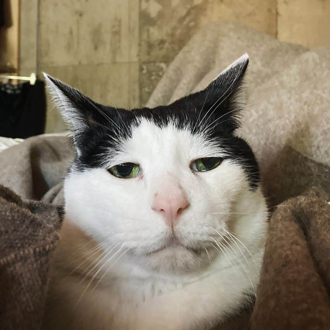 のインスタグラム：「パ) 皆様、ありがとうございました！  #パンチョとガバチョ」