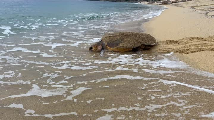 大橋あゆみのインスタグラム