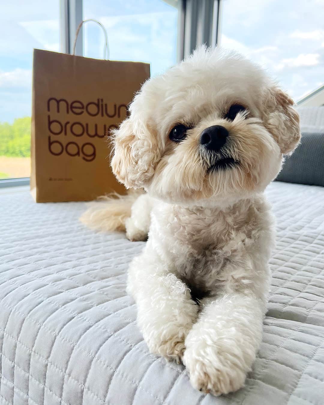 Bloomingdale'sのインスタグラム：「Certified cuties shop at Bloomingdale’s, it’s a fact 🐶 🛍️」