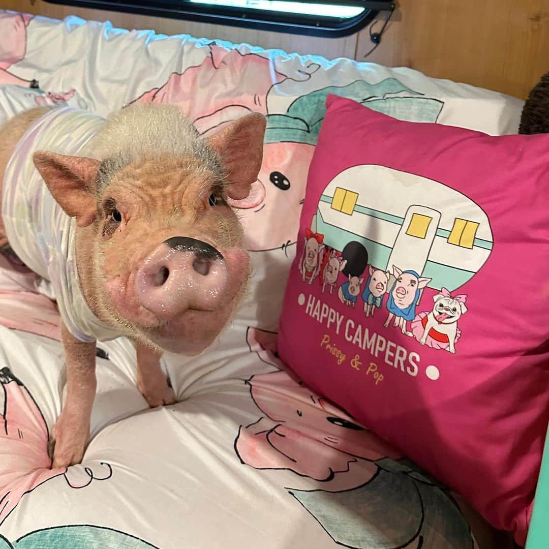 Priscilla and Poppletonさんのインスタグラム写真 - (Priscilla and PoppletonInstagram)「Happy Snout Sunday from Pinkerton! He likes to jump up and take a piggy snooze on the couch sometimes. He’s definitely another mama’s boy.💗🐽 #Pinkthepig #happycamper #koacamping #PrissyandPop」7月10日 0時04分 - prissy_pig