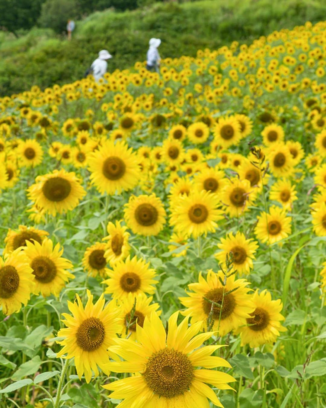 Rediscover Fukushimaさんのインスタグラム写真 - (Rediscover FukushimaInstagram)「Summers in Japan have a reputation of being hot and humid, but that doesn’t mean you cannot enjoy a summer trip. Here are some ideas for summer travels in Fukushima:  1️⃣ ‘Mugenkyo No Watashi’ is a leisurely boat ride in which you can cross the Tadami River, located in the Western area of Fukushima (reservations can be done through our website - link in stories).  2️⃣ A truly breathtaking view of Oshi Village in Kaneyama Town taken from a place called Shirifuki Pass.🏠🏘️  3️⃣ Lake Inawashiro is a great place to cool down! This photo is from the Tenjinhama area of the lake.  4️⃣ While in Fukushima, don’t forget to look up at the sky at night! This photo was taken at the Akabeko Park in Aizu-Wakamatsu City. 🌠  5️⃣ The Sannokura Plateau Sunflower Field in Kitakata typically blooms from early August! 🌻  6️⃣ The Soma Nomaoi Festival in Minamisoma City features a unique display of horseback riders. 🐴　The festival is scheduled for July 29 (Sat.), 30 (Sun.) and 31 (Mon.) this year. Tickets can be purchased on-site on the day of the event.  7️⃣ Yanaizu Town is one of the many towns and villages along the JR Tadami line. The town is a lovely place to spend a summer afternoon walking around, trying its specialty foods, or trying an ‘akabeko’ painting experience!  8️⃣ This is the Reconstruction Restaurant District in Iwaki, a city in the coastal area. Here, you will find restaurants that were affected by the disaster in 2011, as well as others that started their business here to support the area’s recovery. Simply by enjoying a meal and having a good time, your visit helps the area’s reconstruction.🍶  9️⃣ Visiting Fukushima on August 5th/6th this year? Don’t miss the Lake Numazawa Festival in Kaneyama Town (more 2023 summer event dates/info on our website!).  🔟Tsubakuro Valley in Fukushima City is a popular stop on the way to the Bandai-Azuma Skyline.   If you’ve visited during the summer before, what are your recommended spots? Let us know in the comments, and you’ll be helping other travelers make the most of their time here!  Credit for Pictures 1, 2, 4 &10: Tohoku Tourism Promotion Organization © 一般社団法人東北観光推進機構」7月10日 11時16分 - rediscoverfukushima