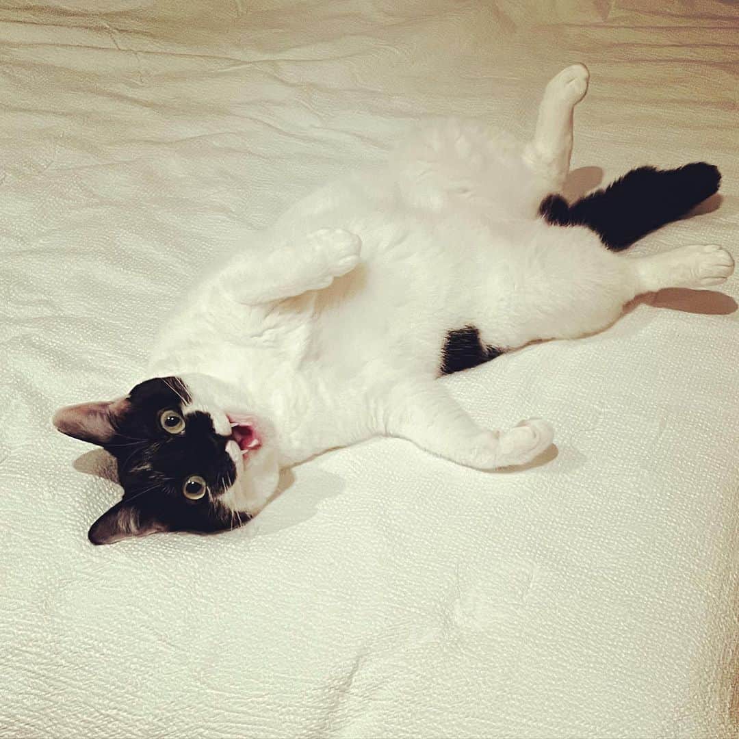 浅田信一さんのインスタグラム写真 - (浅田信一Instagram)「流星群 / 押谷沙樹  朝から聴いてる。すごい才能。好きですこの世界観。ピアノが良い。歌詞が良い。ポストクラシカルにも通ずる音の配置が世界（特にEU）でも受けると思う。海外のフェスとかに出たらハマりそう。...というか僕が知らないだけで既に評価されてたりして。  先日の京都でのライブを観に来てくださり新作CDを届けてくれた。こっそり当日券を買って。サイン会に並んで！似てるなと思ったらご本人でおどろきました！笑  いつか一緒に演奏や、機会があればプロデュースもしてみたい、そう思わせるアーティストでした。  2枚目（おまけ）は僕の帰りを待ってくれていたココ。ただいま。  #押谷沙樹」7月10日 9時47分 - asada_shinichi