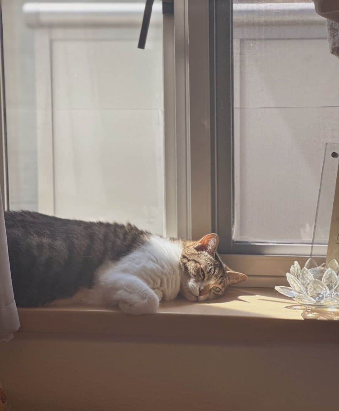 星那美月さんのインスタグラム写真 - (星那美月Instagram)「ダメ猫になる我が家の猫たち…夏になると留守でも猫の為に日中ずっとエアコンつけてるんだけど動物がいる家の人達は夏どうしてますか？？🐈‍⬛🐶今日も猛暑みたい☀️」7月10日 9時59分 - mitsukihoshina