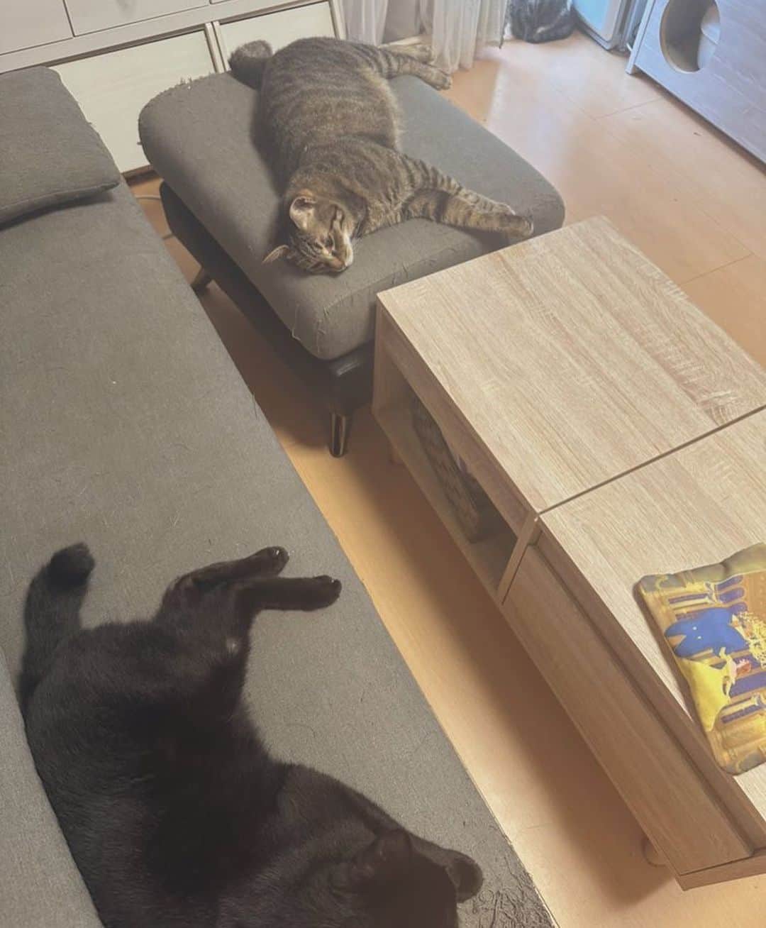 星那美月さんのインスタグラム写真 - (星那美月Instagram)「ダメ猫になる我が家の猫たち…夏になると留守でも猫の為に日中ずっとエアコンつけてるんだけど動物がいる家の人達は夏どうしてますか？？🐈‍⬛🐶今日も猛暑みたい☀️」7月10日 9時59分 - mitsukihoshina