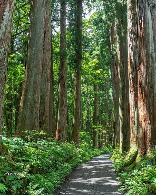 楽天トラベル さんのインスタグラム写真 - (楽天トラベル Instagram)「投稿を保存して見返してね😊 毎日おすすめの観光スポットやホテルを紹介している 楽天トラベル💚 👉@rakutentravel  ーーーーーーーーーーーーー  本日は、長野県にある日本有数のパワースポット戸隠神社を紹介します🌲 霊山・戸隠山の麓、奥社・中社・宝光社・九頭龍社・火之御子社の五社すべての神様をめぐる「五社巡り」が有名です。  まるで映画の世界と錯覚する、樹齢400年超の杉並木が織りなす景観は圧巻😮  ーーーーーーーーーーーーー  📍#戸隠神社 長野県長野市  Special Thanks💓📸Photo by @hiromitravel  ーーーーーーーーーーーーー  #rakutentravel をつけて投稿してくだされば、 あなたの撮った写真が楽天トラベルアカウントに掲載されるかも👀  トレンドから定番まで、来週のワクワクを叶える楽天トラベルの旅マガジン👜💕楽天トラベルをフォローして理想の旅をみつけてね🛫@rakutentravel  今までの旅行の体験談や感想など コメントに書いてね✏  ーーーーーーーーーーーーー」7月10日 18時00分 - rakutentravel