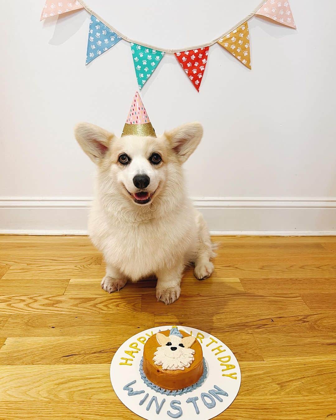 Winston the White Corgiのインスタグラム：「I’m 11 mother floofers」