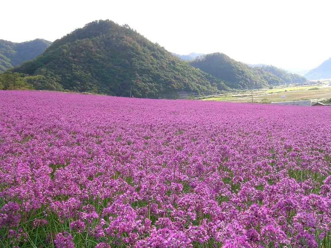 日本の国立公園さんのインスタグラム写真 - (日本の国立公園Instagram)「Coming soon in October: the lavender of the sand dunes! 💜✨  You may know Japan for its temples, mountains, and islands, but have you heard about its sand dunes? In San'inkaigan National Park, the awe-inspiring Tottori Sand Dunes span 16 km of coast along the Sea of Japan and attract tourists from all over the world. From late October to early November, however, a second natural wonder appears in Tottori: a lush purple carpet of rakkyo (Chinese shallot) blossoms known as the "lavender of the sand dunes." 🌿🌄  If the mesmerizing flowers were not impressive enough, the elements sculpt intricate patterns into the dunes such as wind ripples and delicate sand curtains into the dunes, transforming them into an open-air gallery! 🌬️🤩  You can learn more about these amazing phenomena, request guided tours and sand dune walks, and even enjoy the resting and foot washing areas in the newly opened Tottori Sand Dunes Field House, ensuring you have a comfortable and unforgettable sand dune experience. 🔍🚶  So, are you ready to immerse yourself in this extraordinary landscape? 🌟🏜️  Leave a 💜 in the comments if you're excited about seeing a sea of purple blossoms along the sand dunes!  📍 Tottori Sand Dunes, Tottori  📸 Fields of rakkyo flowers (Photo By：©Tottori Pref.) 📸 Rakkyo flowers side by side 📸 Close-up of the rakkyo flower 📸 Rakkyo flower fields in the Tottori Sand Dunes with the Sea of Japan in the background  #NationalParksJP #SaninkaiganNationalPark #RakkyoFlower #TottoriSandDunes #Tottori #SandDunes #FlowerFields #BeautifulSights #BeautifulFlowers #Japan #Travel #Tourism #ExploreJapan #DiscoverJapan #VisitJapan #日本 #国立公園」7月10日 10時00分 - nationalpark_japan