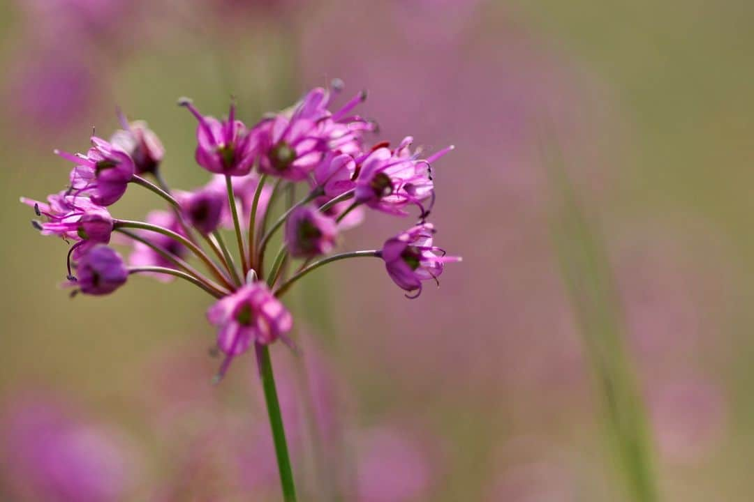 日本の国立公園さんのインスタグラム写真 - (日本の国立公園Instagram)「Coming soon in October: the lavender of the sand dunes! 💜✨  You may know Japan for its temples, mountains, and islands, but have you heard about its sand dunes? In San'inkaigan National Park, the awe-inspiring Tottori Sand Dunes span 16 km of coast along the Sea of Japan and attract tourists from all over the world. From late October to early November, however, a second natural wonder appears in Tottori: a lush purple carpet of rakkyo (Chinese shallot) blossoms known as the "lavender of the sand dunes." 🌿🌄  If the mesmerizing flowers were not impressive enough, the elements sculpt intricate patterns into the dunes such as wind ripples and delicate sand curtains into the dunes, transforming them into an open-air gallery! 🌬️🤩  You can learn more about these amazing phenomena, request guided tours and sand dune walks, and even enjoy the resting and foot washing areas in the newly opened Tottori Sand Dunes Field House, ensuring you have a comfortable and unforgettable sand dune experience. 🔍🚶  So, are you ready to immerse yourself in this extraordinary landscape? 🌟🏜️  Leave a 💜 in the comments if you're excited about seeing a sea of purple blossoms along the sand dunes!  📍 Tottori Sand Dunes, Tottori  📸 Fields of rakkyo flowers (Photo By：©Tottori Pref.) 📸 Rakkyo flowers side by side 📸 Close-up of the rakkyo flower 📸 Rakkyo flower fields in the Tottori Sand Dunes with the Sea of Japan in the background  #NationalParksJP #SaninkaiganNationalPark #RakkyoFlower #TottoriSandDunes #Tottori #SandDunes #FlowerFields #BeautifulSights #BeautifulFlowers #Japan #Travel #Tourism #ExploreJapan #DiscoverJapan #VisitJapan #日本 #国立公園」7月10日 10時00分 - nationalpark_japan