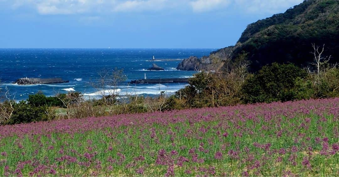 日本の国立公園さんのインスタグラム写真 - (日本の国立公園Instagram)「Coming soon in October: the lavender of the sand dunes! 💜✨  You may know Japan for its temples, mountains, and islands, but have you heard about its sand dunes? In San'inkaigan National Park, the awe-inspiring Tottori Sand Dunes span 16 km of coast along the Sea of Japan and attract tourists from all over the world. From late October to early November, however, a second natural wonder appears in Tottori: a lush purple carpet of rakkyo (Chinese shallot) blossoms known as the "lavender of the sand dunes." 🌿🌄  If the mesmerizing flowers were not impressive enough, the elements sculpt intricate patterns into the dunes such as wind ripples and delicate sand curtains into the dunes, transforming them into an open-air gallery! 🌬️🤩  You can learn more about these amazing phenomena, request guided tours and sand dune walks, and even enjoy the resting and foot washing areas in the newly opened Tottori Sand Dunes Field House, ensuring you have a comfortable and unforgettable sand dune experience. 🔍🚶  So, are you ready to immerse yourself in this extraordinary landscape? 🌟🏜️  Leave a 💜 in the comments if you're excited about seeing a sea of purple blossoms along the sand dunes!  📍 Tottori Sand Dunes, Tottori  📸 Fields of rakkyo flowers (Photo By：©Tottori Pref.) 📸 Rakkyo flowers side by side 📸 Close-up of the rakkyo flower 📸 Rakkyo flower fields in the Tottori Sand Dunes with the Sea of Japan in the background  #NationalParksJP #SaninkaiganNationalPark #RakkyoFlower #TottoriSandDunes #Tottori #SandDunes #FlowerFields #BeautifulSights #BeautifulFlowers #Japan #Travel #Tourism #ExploreJapan #DiscoverJapan #VisitJapan #日本 #国立公園」7月10日 10時00分 - nationalpark_japan