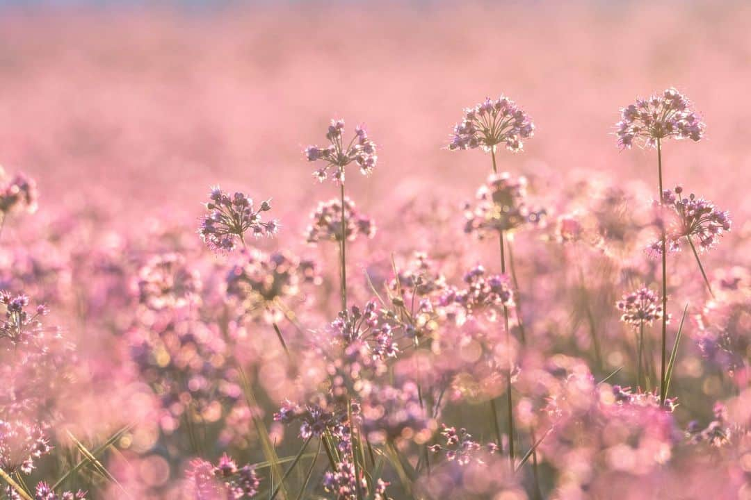 日本の国立公園さんのインスタグラム写真 - (日本の国立公園Instagram)「Coming soon in October: the lavender of the sand dunes! 💜✨  You may know Japan for its temples, mountains, and islands, but have you heard about its sand dunes? In San'inkaigan National Park, the awe-inspiring Tottori Sand Dunes span 16 km of coast along the Sea of Japan and attract tourists from all over the world. From late October to early November, however, a second natural wonder appears in Tottori: a lush purple carpet of rakkyo (Chinese shallot) blossoms known as the "lavender of the sand dunes." 🌿🌄  If the mesmerizing flowers were not impressive enough, the elements sculpt intricate patterns into the dunes such as wind ripples and delicate sand curtains into the dunes, transforming them into an open-air gallery! 🌬️🤩  You can learn more about these amazing phenomena, request guided tours and sand dune walks, and even enjoy the resting and foot washing areas in the newly opened Tottori Sand Dunes Field House, ensuring you have a comfortable and unforgettable sand dune experience. 🔍🚶  So, are you ready to immerse yourself in this extraordinary landscape? 🌟🏜️  Leave a 💜 in the comments if you're excited about seeing a sea of purple blossoms along the sand dunes!  📍 Tottori Sand Dunes, Tottori  📸 Fields of rakkyo flowers (Photo By：©Tottori Pref.) 📸 Rakkyo flowers side by side 📸 Close-up of the rakkyo flower 📸 Rakkyo flower fields in the Tottori Sand Dunes with the Sea of Japan in the background  #NationalParksJP #SaninkaiganNationalPark #RakkyoFlower #TottoriSandDunes #Tottori #SandDunes #FlowerFields #BeautifulSights #BeautifulFlowers #Japan #Travel #Tourism #ExploreJapan #DiscoverJapan #VisitJapan #日本 #国立公園」7月10日 10時00分 - nationalpark_japan