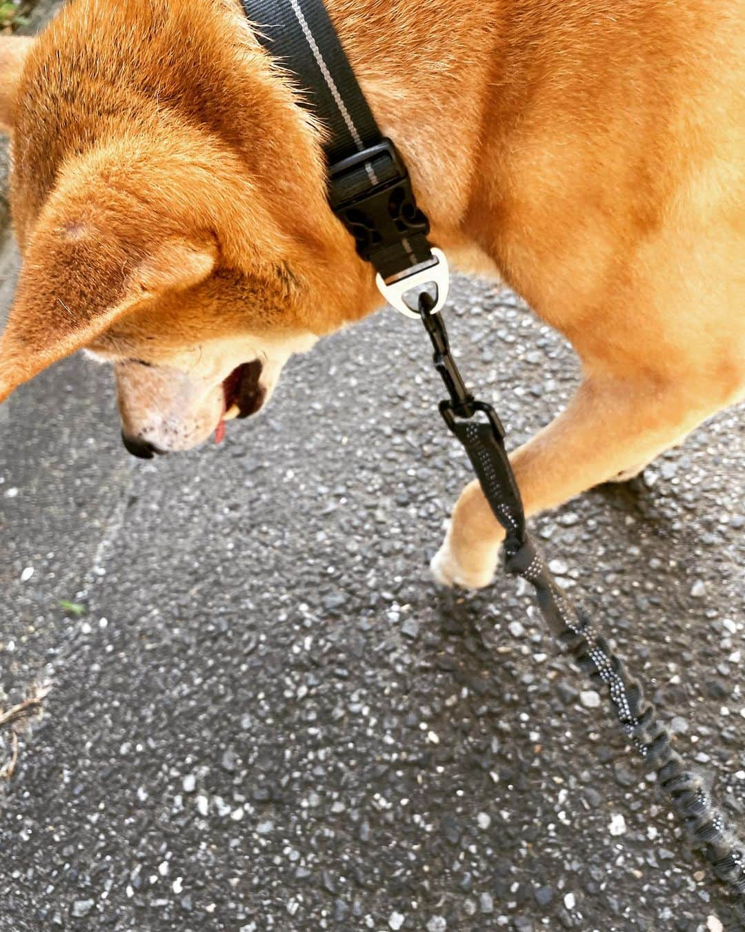 高橋文樹のインスタグラム：「今日は暑い😵 愛犬パッキンも8時台の散歩でグロッキーでした。早起きしないと……。」