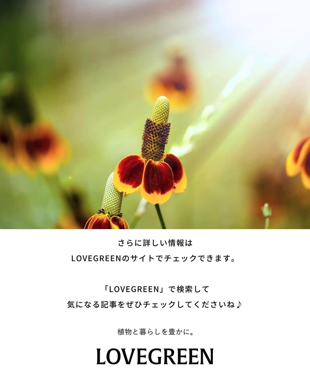 LOVEGREEN -植物と暮らしを豊かに。さんのインスタグラム写真 - (LOVEGREEN -植物と暮らしを豊かに。Instagram)「今回ご紹介するのは夏から秋にかけて開花するユニークは姿の宿根草、メキシカンハット（ラティビダ）。  メキシコの伝統的な帽子、ソンブレロに似た不思議な花の形からメキシカンハットという通称で呼ばれることが多い花です。  夏の日差しにも映える宿根草ですよ♪   #宿根草の庭 #宿根草の花 #宿根草が好き #宿根草ガーデン #宿根草の咲く庭 #宿根草のある庭 #宿根草の庭づくり #宿根草のあるくらし #宿根草好きな人と繋がりたい #植物のある家 #植物のある暮し #植物のある暮らし🌿」7月10日 7時00分 - lovegreen_official