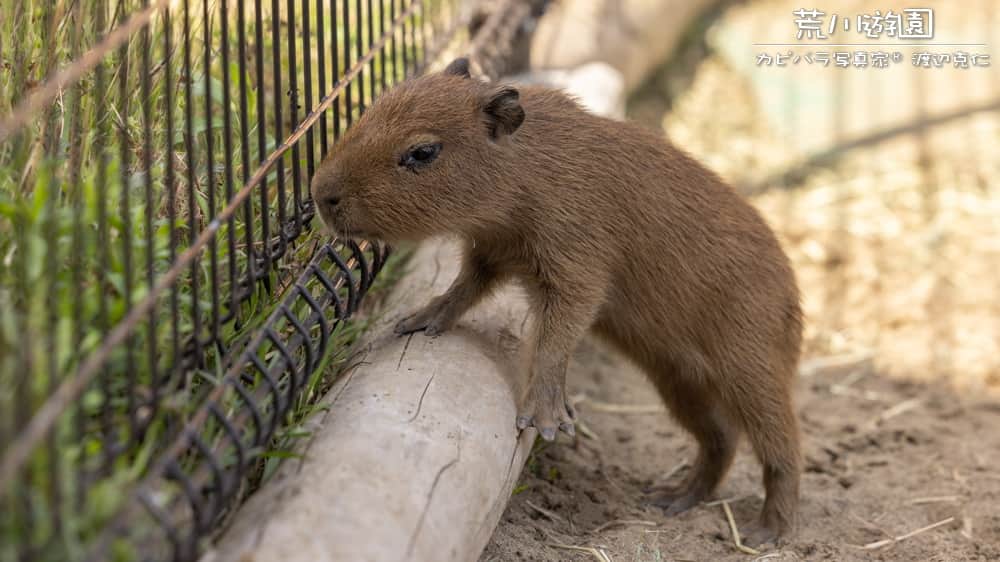 渡辺克仁さんのインスタグラム写真 - (渡辺克仁Instagram)「おはようございます。  #カピバラ #水豚 #capybara #おはよう」7月10日 7時00分 - katsuhito.watanabe