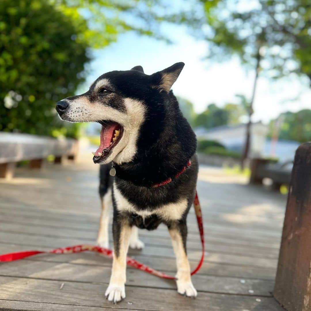 vo_coのインスタグラム：「🐾 歩かない犬のために 往路は10kgのおもり（こたちゃん）を抱えて歩き、帰路だけイヤイヤ歩いて帰るという苦行を今週から始めました お互いの運動量のためにもこのスタイルでやってみようか ＊ #shibastagram #instashiba #shiba #shibainu #黒柴 #柴犬」