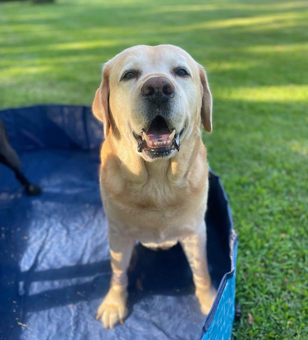 Huckさんのインスタグラム写真 - (HuckInstagram)「Today was a good day ☀️💦⛱️ Been so hot lately but always excited to see the pool come out 🙌🏼 . . . . . #talesofalab #yellowlab #labrador_class #thelablove_feature #labphotooftheday #worldofmylab #lovemylab #yellowlabsquad #yellowlaboftheday💛 #englishlabrador #yellowlabnamedhuck #livelikehuck #dogsofinstagram #instadog #dogoftheday #labradors_united #lablove #labofinsta #fab_labs_」7月10日 8時22分 - yellow_lab_named_huck