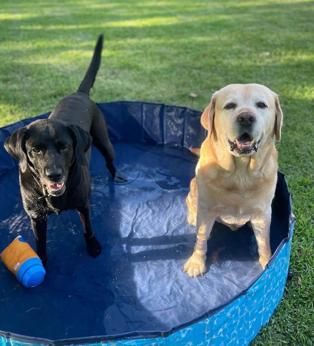 Huckさんのインスタグラム写真 - (HuckInstagram)「Today was a good day ☀️💦⛱️ Been so hot lately but always excited to see the pool come out 🙌🏼 . . . . . #talesofalab #yellowlab #labrador_class #thelablove_feature #labphotooftheday #worldofmylab #lovemylab #yellowlabsquad #yellowlaboftheday💛 #englishlabrador #yellowlabnamedhuck #livelikehuck #dogsofinstagram #instadog #dogoftheday #labradors_united #lablove #labofinsta #fab_labs_」7月10日 8時22分 - yellow_lab_named_huck