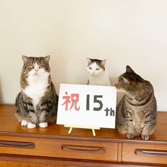 のインスタグラム：「まるが1才の時に始めたYouTubeチャンネルが、本日15周年を迎えました！ Today, the Maru's YouTube channel celebrates its 15 year anniversary!  今夜21：30から記念動画をプレミア公開するので、お時間のある方は是非ご参加ください！ Commemorative video will premiere tonight at 21: 30 (Japan time), so please join it if you have time!」