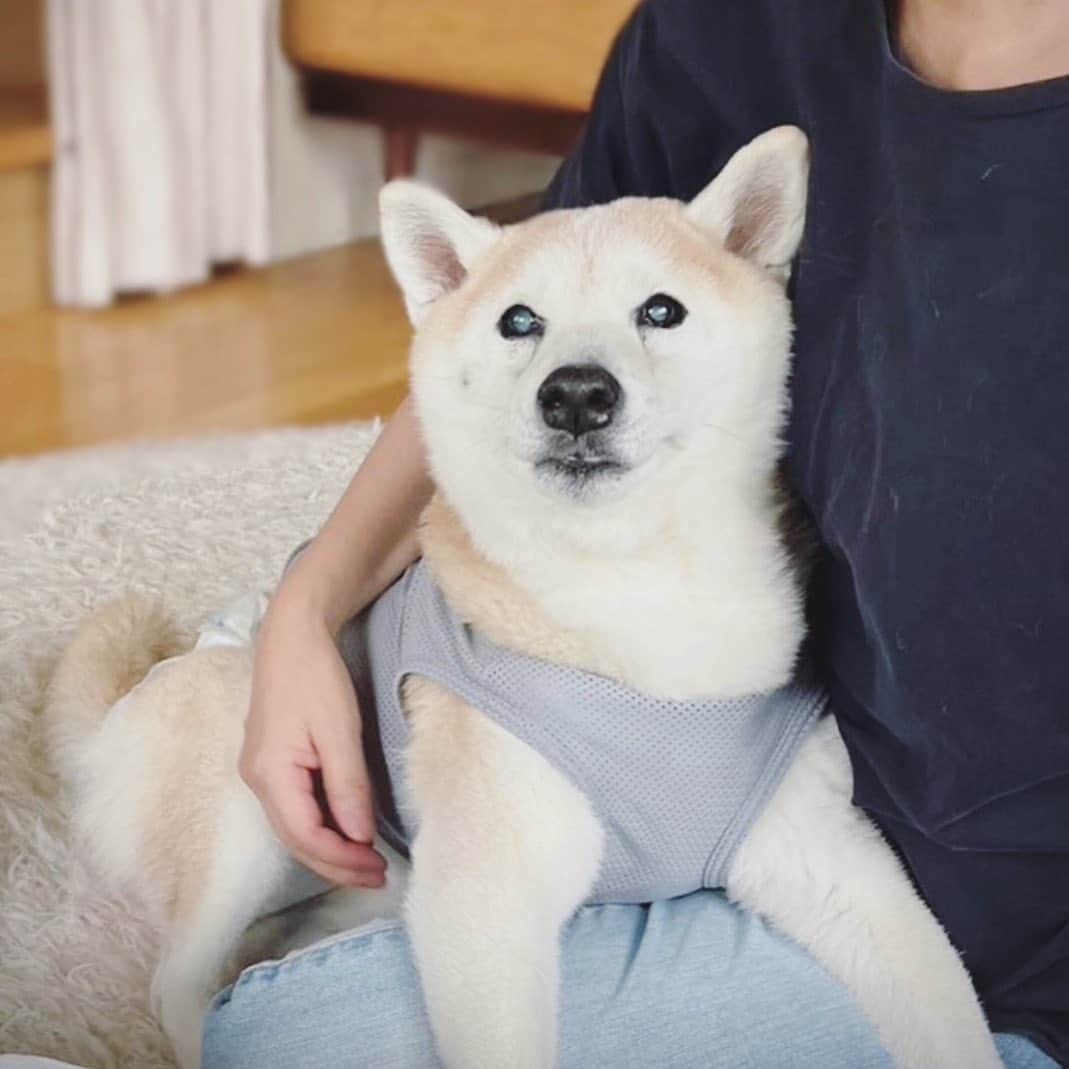 OKAのインスタグラム：「今日も朗らかどんべえ爺さん  #どんべえ17歳」