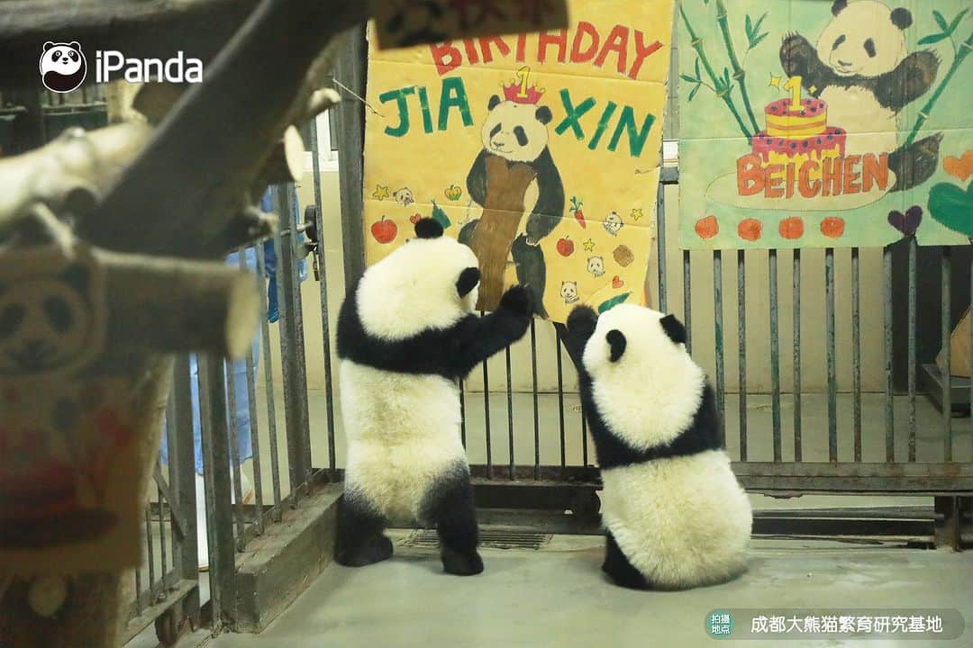 iPandaさんのインスタグラム写真 - (iPandaInstagram)「Panda Jia Xin, Bei Chen and Bei Xia celebrate their one-year-old birthday together! Nannies prepare fruit platter, fruity ice cake, vegetable salad and handmade birthday posters especially for them. 🐼 🐼 🐼 #Panda #iPanda #Cute #PandaPic #ChengduPandaBase #PandaNews  For more panda information, please check out: http://en.ipanda.com」7月10日 20時30分 - ipandachannel