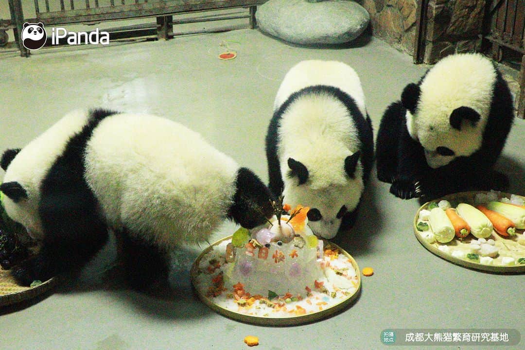 iPandaさんのインスタグラム写真 - (iPandaInstagram)「Panda Jia Xin, Bei Chen and Bei Xia celebrate their one-year-old birthday together! Nannies prepare fruit platter, fruity ice cake, vegetable salad and handmade birthday posters especially for them. 🐼 🐼 🐼 #Panda #iPanda #Cute #PandaPic #ChengduPandaBase #PandaNews  For more panda information, please check out: http://en.ipanda.com」7月10日 20時30分 - ipandachannel