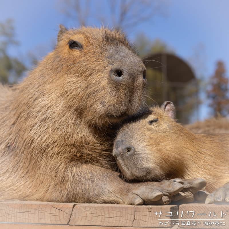 渡辺克仁さんのインスタグラム写真 - (渡辺克仁Instagram)「なんか、邪魔したくないよね。  #カピバラ #水豚 #capybara #サユリワールド」7月10日 19時00分 - katsuhito.watanabe