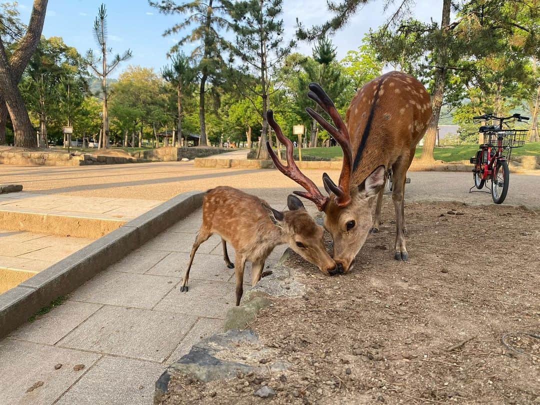 のインスタグラム：「お気に入りの写真載せてなかった( ᷇࿀ ᷆ ;)♥︎  しかさん🫎ツーショット🫎  #奈良公園 #奈良県」