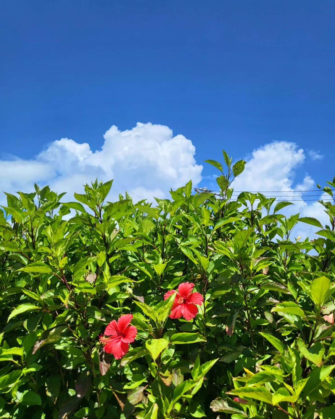 早川真生さんのインスタグラム写真 - (早川真生Instagram)「#沖縄⁡ ⁡旦那氏がちょっと早めの夏休みをいただけたので沖縄に来てます🌴🌺🍍⁡ ⁡⁡⁡ ⁡大学生の時は毎年行ってたけど数年ぶりの大好きな⁡ ⁡沖縄🫶⁡ ⁡夏に沖縄来たの初めて！⁡ ⁡⁡夏の沖縄ってより絵みたいでより写真みたいな景色🥹←語彙力ww⁡ ⁡⁡ ⁡」7月10日 19時21分 - hayakawa_mai