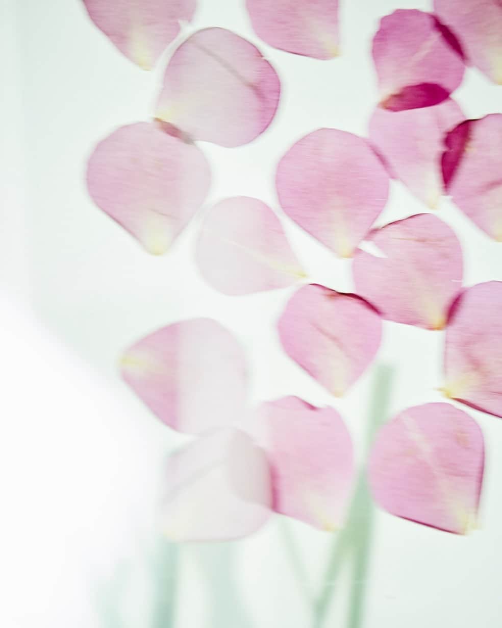 planticaのインスタグラム：「. Floral Pattern / Aurora Series /  ぼんやりと空中に現れて揺らめく「Aurora」シリーズ。美しい薄光に照らされるハーブが放つ色彩と質感が、自然と気持ちが和らぎ清々しいリラックス感を感じさせてくれる図案です。  | Rose 薔薇 | Marigold 金盞花 | Common Mallow 薄紅葵 | Lemongrass 檸檬香草  --- Floral Pattern Collection by plantica プランティカ花柄図案集  #plantica #プランティカ  ---  #プランティカ花柄図案集 #floralpattern #フラワーアート #ハーブ #バラ #レモングラス #マリーゴールド #ウスベニアオイ」