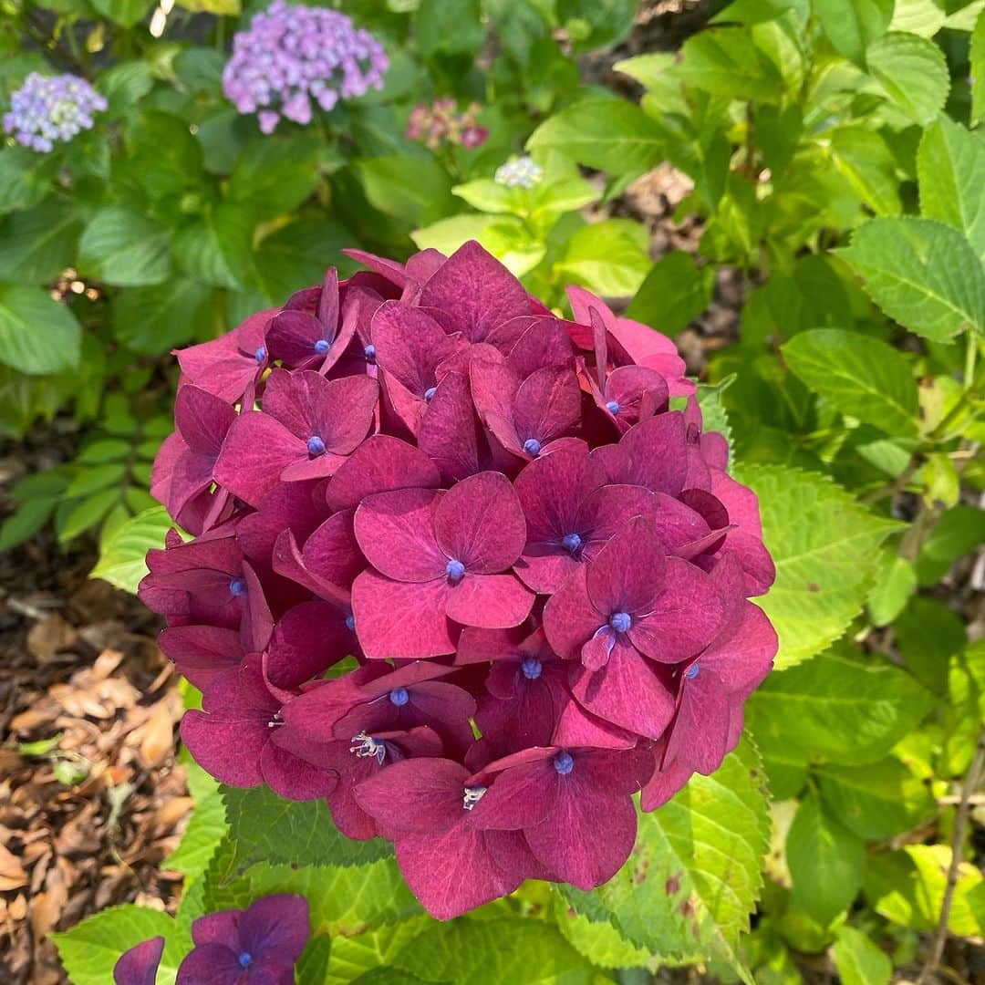 RURIKOさんのインスタグラム写真 - (RURIKOInstagram)「最近、蝉が鳴き始めて、 夏になるんだなって思います✨ 一年って、あっという間に経ちますね。　 ⁡ こちらは、先日の吉備津神社での写真です。 紫陽花が終わっちゃうー✨ と言う事で、滑り込み投稿です✨ ⁡ 私は濃いピンク色の紫陽花が1番好き💓 真ん中が青くて素敵でしょ？ ⁡ 紫陽花ロードがあって、 何だか5ミリくらいの、ハチ🐝？いっぱい飛んでた！  お花の周りはやっぱり虫が多いのかな。 動画はストーリーに載せよう♪ ⁡ 私の声を聞いた事ない方多いかな？ ちょっとだけ、話してます。 でも、そろそろLIVEしたいなー❤︎ 一年に一回ぐらいはLIVEしてるの。 今までに2回したかな。 ⁡ また決まったらお知らせ致します☺️✨ ⁡ ⁡ ⁡ いいねとコメント、 いつも、ありがとうございます😊💕 Thank you for many likes and comments ❤️  I'm glad ✨ ✨ ⁡ ⁡ #紫陽花#吉備津神社 #蜂#自然美 #花#flower #love#happylife #selfie#beauty#healthy #japan#japanesebeauty#asian #elegan #アラフォー #アラフィフ#岡山」7月10日 20時09分 - rurico37