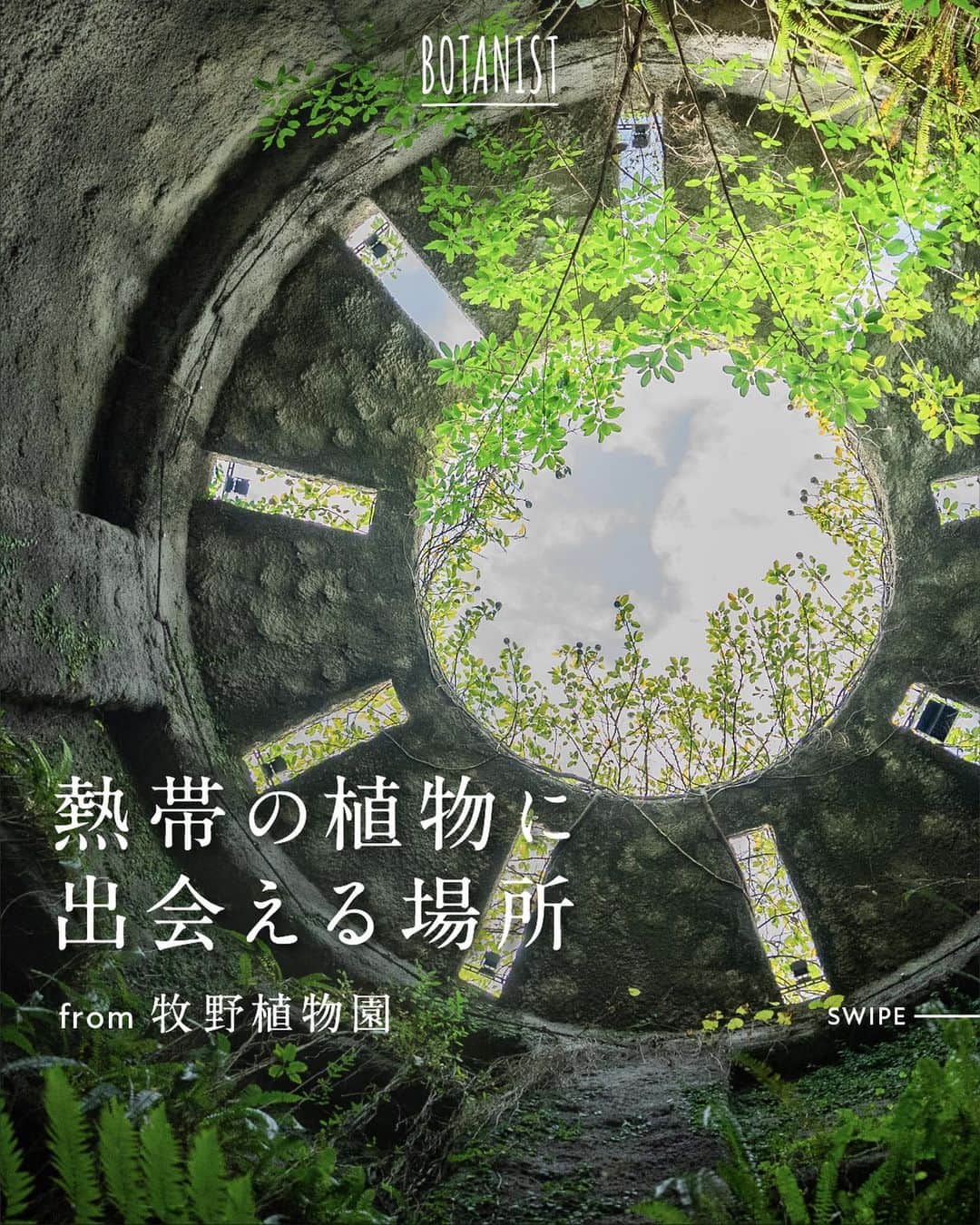 のインスタグラム：「【#牧野植物園 温室の魅力🌿​】​ 『高知県立 牧野植物園』には、幅広い熱帯植物が楽しめる温室の施設があります。  「植物の自然な姿を引き出せるように」スタッフの方々のこだわりを感じることができます✨  詳しくは、画像をスワイプしてチェック💡  #博士の愛した植物図鑑  from 牧野植物園にて植物図鑑を配信中。 ハッシュタグから他の投稿も是非チェックしてみてね♪  #BOTANISTfrom牧野植物園 #BOTANIST #ボタニスト #botanicalbeauty」