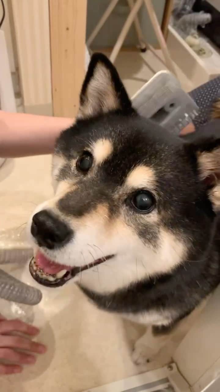 のインスタグラム：「・ ・ 柴わんには最高〜🐶✨換毛期には抜け毛ほんと困りますよね💦 これ忖度なしにとってもいいです⤴️ ・ ◆7月11日～7月12日Amazonプライムデーセールで20%OFF！ ・ Amazon商品URL：https://amzn.to/3Xd69Lt ・ 併用できる10%OFFクーポンコード:　maykasa10 （7月31日まで有効）　 ・ ・ ◆7月10日～7月12日公式サイトで赤字覚悟セールで20%OFF！ ・ 公式サイト商品URL：https://bit.ly/44bIOwo ・ 併用できる10%OFFクーポンコード:　aco10 （9月15日まで有効） ・ #neakasa ーーーーーーー インスタ公式アカウント：@neakasa.japan」