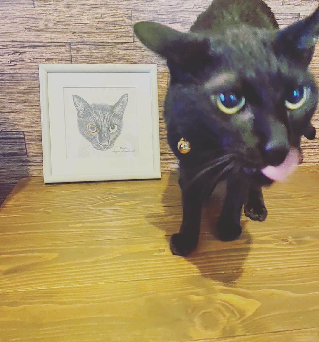 クリスタルボーイさんのインスタグラム写真 - (クリスタルボーイInstagram)「@murakumosayuri @uru_lala #漆 #ウルシ　#黒猫　#保護猫  フリーター時代  大須のスニーカーショップでバイトしてました  その時のバイト仲間の村雲ちゃんって子が絵を描いている事を知りまして  おまけに猫の絵ばっか描いてるじゃん！  ならば描いてもらうしかないと御願い致しました  とてもカッコよく描いてくれて妻も喜んでますし、絵を飾ったらなぜか絵を見て楽々が大喜びしてました♡  ありがとうございました  家族に猫ちゃんがいる方は是非、村雲画伯に御依頼ください」7月10日 12時02分 - crystalboybpm