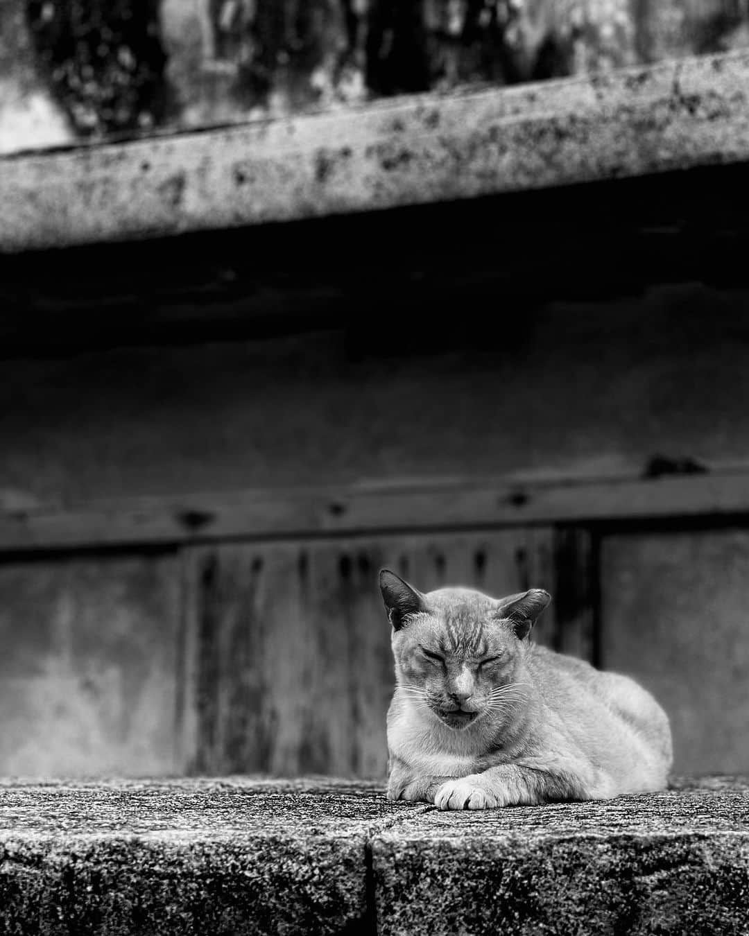 斎藤工（齊藤工）さんのインスタグラム写真 - (斎藤工（齊藤工）Instagram)「島猫さんら  暑さ対策は 猫に倣え  #ウルトラマンの日   #納豆の日   photo：@takumisaitoh_official」7月10日 12時06分 - takumisaitoh_official