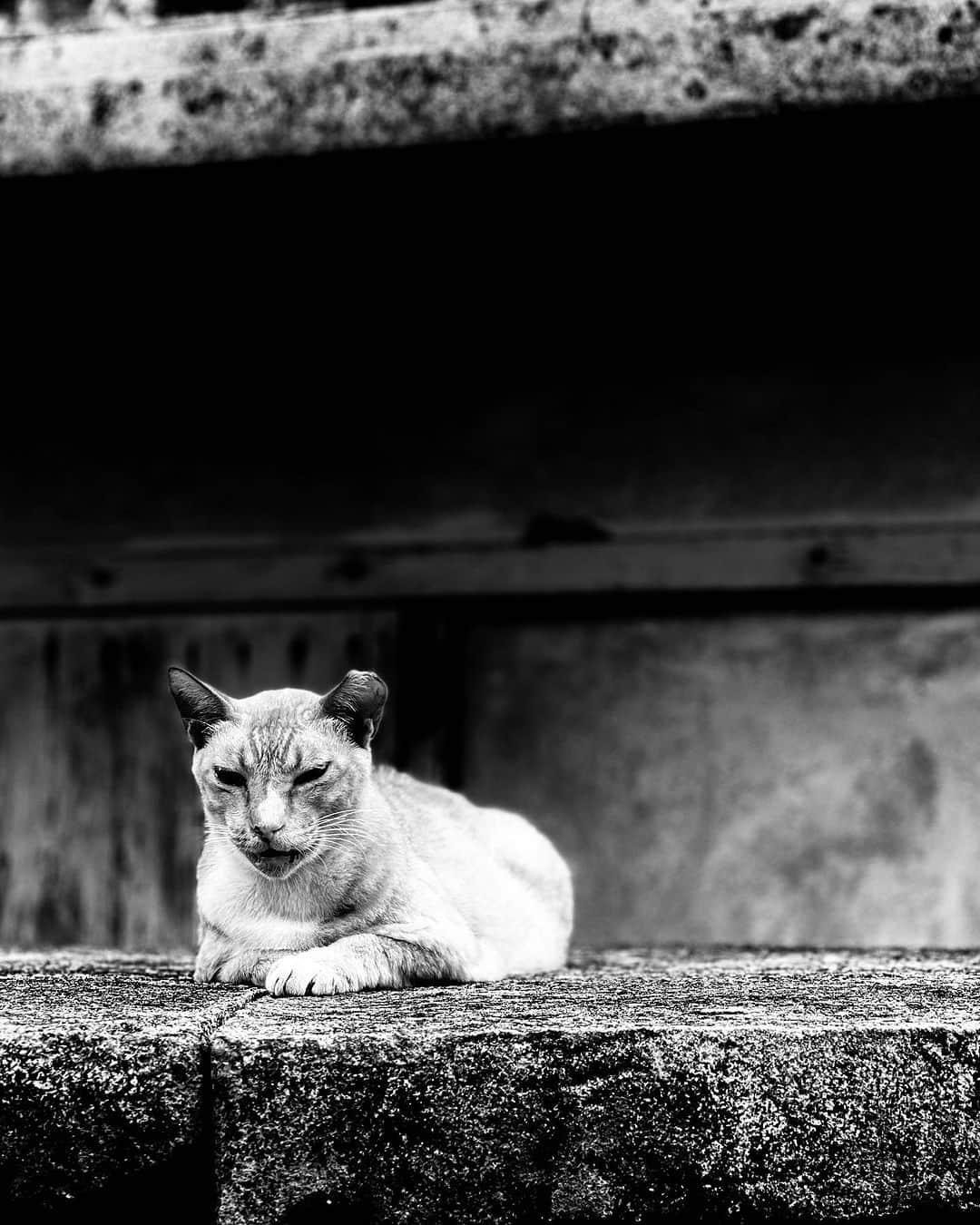 斎藤工（齊藤工）のインスタグラム：「島猫さんら  暑さ対策は 猫に倣え  #ウルトラマンの日   #納豆の日   photo：@takumisaitoh_official」
