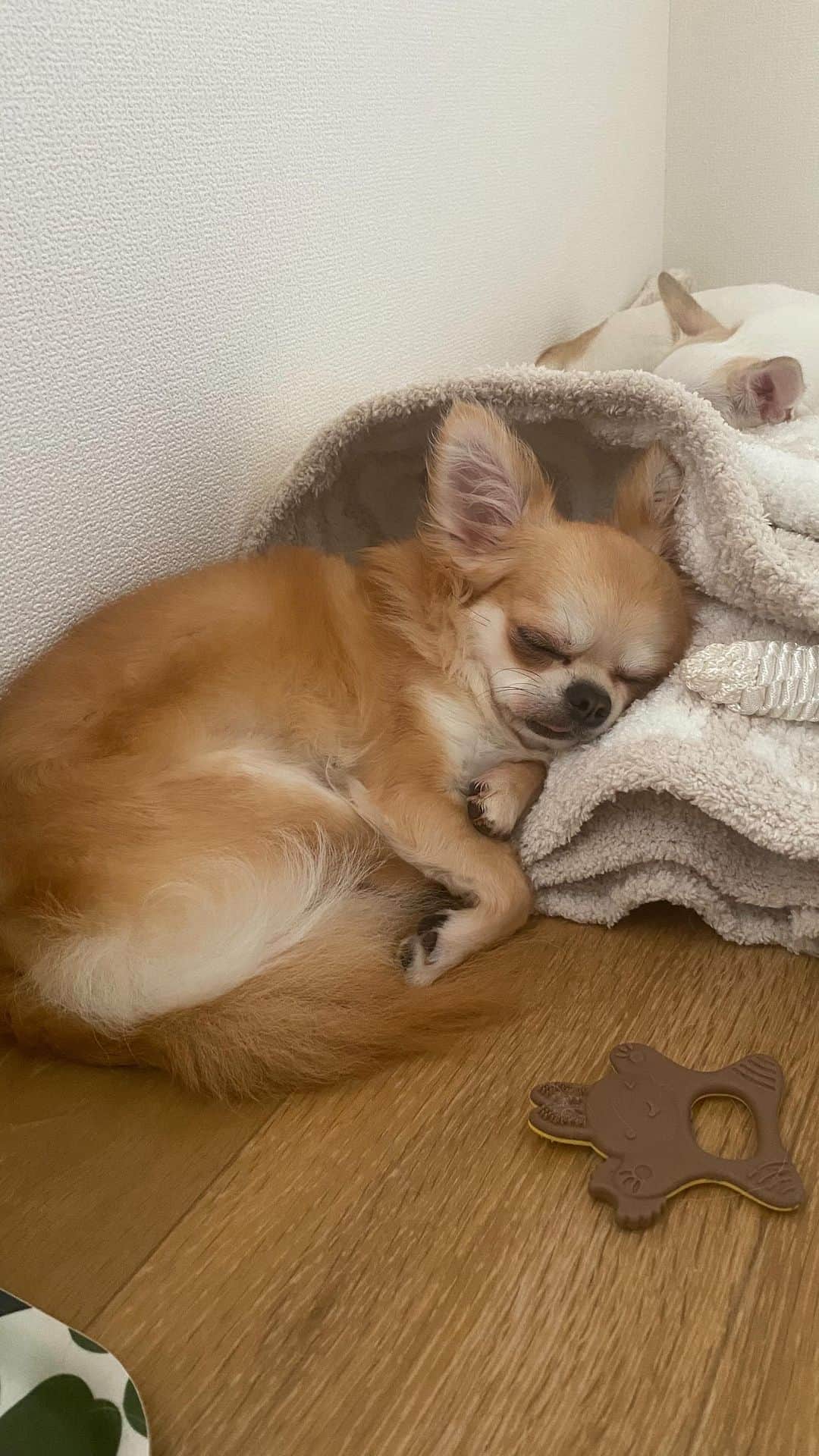 mayuのインスタグラム：「． コロン！とどこでも転がってお眠り得意なするめ。． ． 今日は雨☔️でジメジメ蒸し蒸ししているのに、． ブランケットに潜りたがる、謎だ、笑。． ． いちばんふさふさ厚着？しているはずなのに、． なぜだろ、暑くはないのか？、謎だ、笑。． ． す🩵と呼んだら何？ってみてくれる😍。． す、とか、すーちゃん、とか、すーすー、とか、 スータラボッチとか、． いろんな呼び方にも反応してくれるするめ👏． ． でもするめって本名で呼んだら、． 結構な確率で無視😑される、、謎だ、笑。． ． 謎おおきするめさん🩵． 今日もいりちゃんと仲良くよい一日を🎀。． ． ． ．  #チワワ#ちわわ #chihuahua#犬#犬のいる暮らし」