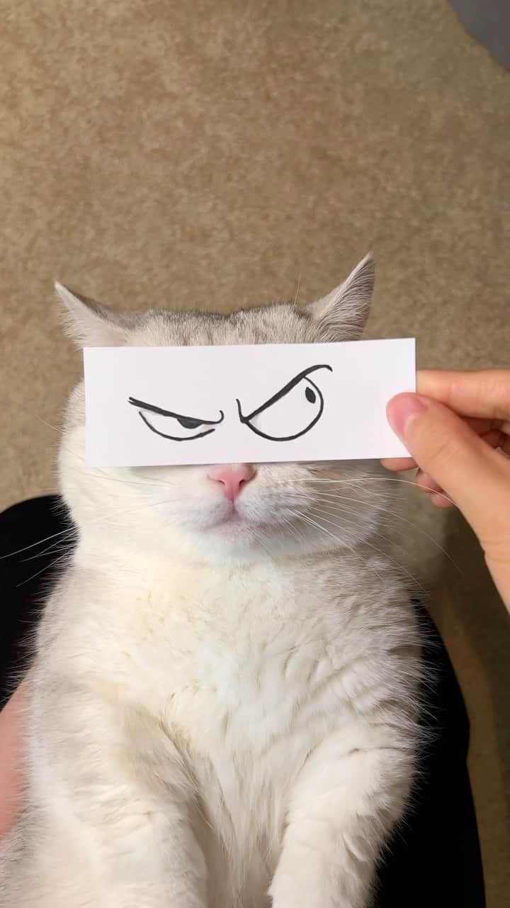 Aww Clubのインスタグラム