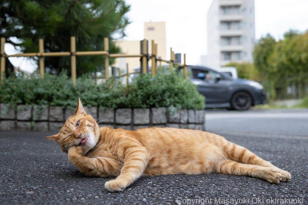 Masayukiのインスタグラム：「てへぺろ⭐️  #cat #ねこ #猫 #東京カメラ部 #nekoclub  #mmgtw #my_eos_photo  #yourshotphotographer」