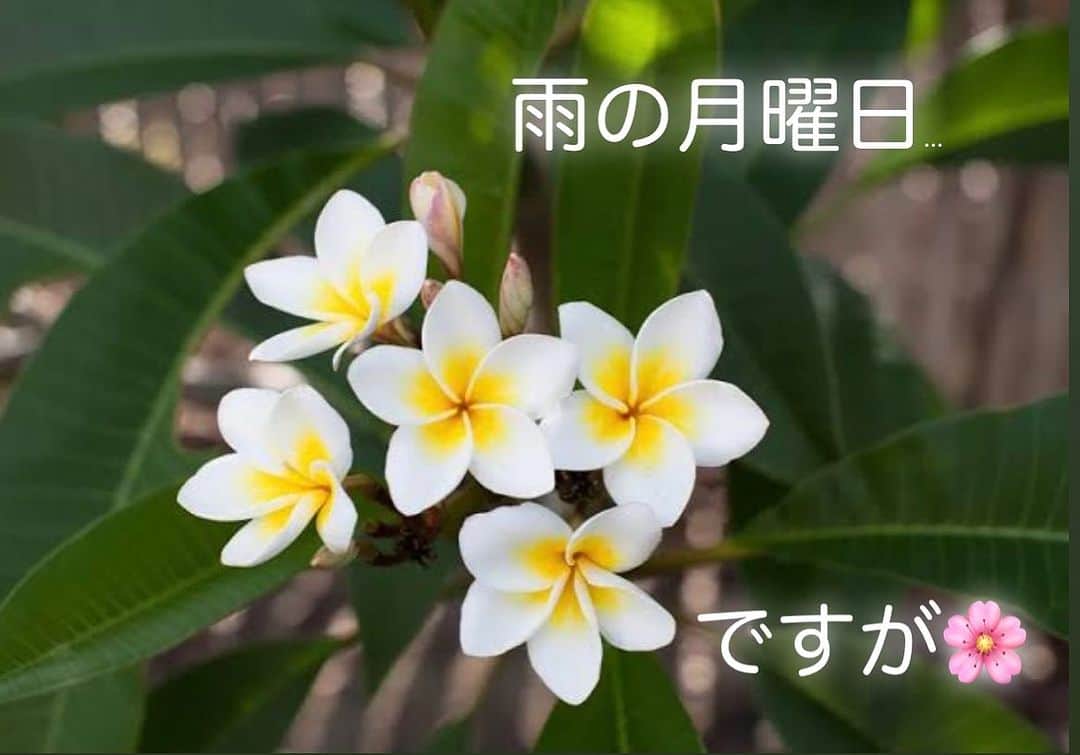 岩田亜矢那のインスタグラム：「雨の月曜日☔️ 梅雨明けはいつになるだろ… 去年は7月23日頃。。 雨の被害が心配です💦  湿気が多くなるこの時季は 化粧崩れはしやすいし肌もベタベタ、おまけにニキビまでできて気持ちまで梅雨空みたい… ってなってませんか？  美肌トリートメントでツヤ肌目指しましょ♡ Plumeriaの 美肌トリートメントは 湯上り後の乾燥しがちなお肌も、 ベタベタしている肌にも ケアし保湿＆潤いをチャージします(*^^*)✨  ☆プルメリアメニュー☆  🌸  ドライヘッドスパ  ドライヘッド30分 ￥5,940  ドライヘッド45分 ￥7,700  🌸  ホットストーンマッサージ ホットストーン30分 ￥7,150 ホットストーン45分 ￥8,250  🌸  小顔矯正 (リフトアップ) 小顔 30分 ￥4,400 小顔 45分 ￥6,600 小顔 60分 ￥ 8,800  🌸  夢見ここち  50分 ￥11,000  🌸  ネトラバスティ(眼の温泉)  ￥5,500  🌸  美肌トリートメント  美肌 45分 ￥8,030 美肌45分+夢見ここち ￥ 19,030 美肌 45分+ドライヘッド30 ￥13,970 美肌45分+ドライヘッドのみ (延長15分) ￥10,010  🌸 オプション ネイルケア ￥1,980 フェイスパック ¥ 1,980 アイパック ¥ 1,980 ハンドマッサージ ¥ 1,980 延長１５分 ¥ 1,980  ホットストーン追加 ¥ 1,100 ヘッドスパジェル追加 ¥ 1,100 プルメリアオイルへ変更 ¥ 1,100  ※オプションのみの施術はできません  プルメリアご予約は ☆当サロン、インスタのメッセージ @plumeria_lalasweet ☆Google ☆みなと温泉蓮へ電話にてプルメリア予約 （スタッフへの個別メッセージはご遠慮ください）  �Plumeria  神戸みなと温泉 蓮 Plumeria 〒650-0041 兵庫県神戸市中央区新港町１−１ 0783817000  #KOBE #KOBEMINATOONSENREN #PORTOFKOBE#fyp#siteseen #神戸みなと温泉#神戸日帰り温泉#関西温泉 #兵庫温泉#みなと温泉蓮#神戸温泉#神戸市 #神戸ホテル#神戸ヘッドスパ#神戸スパ #神戸旅行#神戸おすすめ#おすすめにのりたい#神戸デート #ラスイート#lalasweet#ララスイート #atoa#アトア#coolbeauty#headspa#プルメリア#고베관광#고베당일치기#고베온천」
