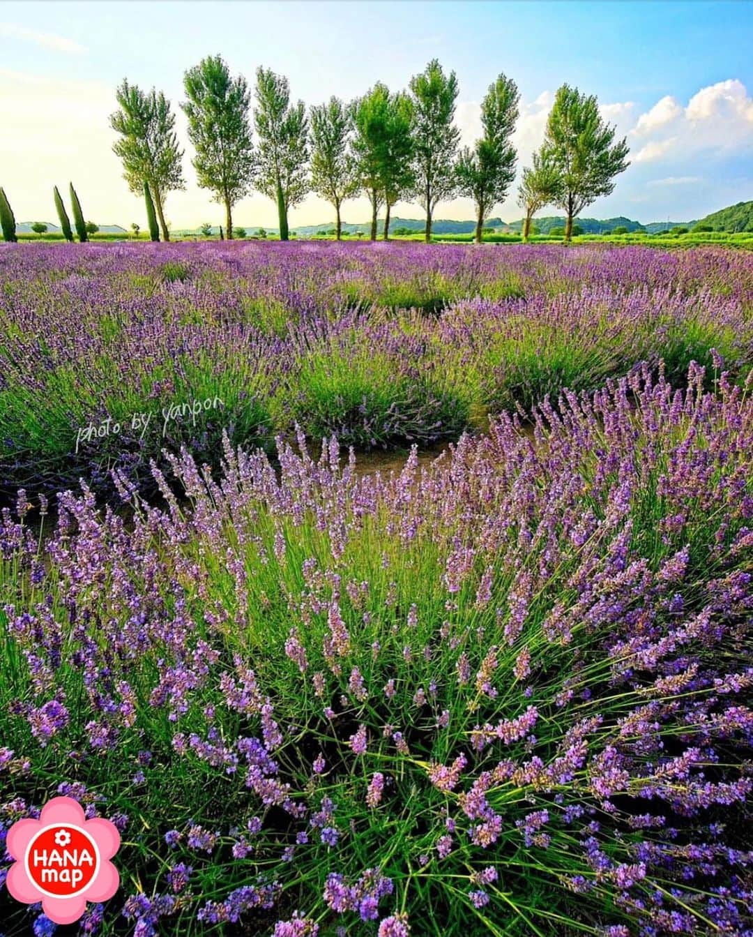 はなまっぷ❁日本の花風景さんのインスタグラム写真 - (はなまっぷ❁日本の花風景Instagram)「🌸はなまっぷ🌸 * @boso_zekkei さんの 花のある風景に花まるを💮 * ポプラの木が立ち並ぶ絵画のようなラベンダー畑をありがとうございます😊🌸 * #千葉　#佐倉ラベンダーランド Sakura Lavender Land, Chiba Pref. * ラベンダーの花言葉 あなたを待っています * #はなまっぷ #日本の美しい花風景#花のある風景#花#花言葉#花畑 #ラベンダー#千葉#ラベンダー畑#ラバンジン#佐倉市#紫#lavender * いつも素敵なお花をありがとうございます😊 ※見頃が過ぎている花、終わっている花もご紹介させていただいています。 * 🌸••••••お知らせ••••••🌸 * 花風景検索サイト　はなまっぷ https://hanamap.com 🔍「はなまっぷ」または @hanamap プロフィール欄から ぜひご覧ください * 📖🌸📖🌸📖🌸📖🌸📖 四季の花々を訪ねていきたい にっぽんの花地図 好評発売中📘 📖🌸📖🌸📖🌸📖🌸📖」7月10日 13時08分 - hanamap