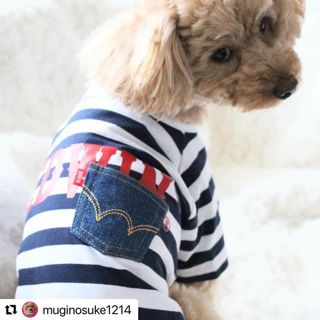 Caluluさんのインスタグラム写真 - (CaluluInstagram)「EDWINのデニムポケットボーダーTシャツを着てくださいました⛵️  爽やかで夏らしく素敵です🐬可愛い〜🥰  オーバーオールとのコーディネートもオシャレすぎます🍀  これからもぜひ沢山着てくださいね💛  #Repost @muginosuke1214 with @use.repost ・・・ お誕生日でも おうち記念日でもない日の むぎパパからのプレゼント🎁 虫除け加工に 接触冷感の生地 リフレクター 消臭性能までついているなんて 凄すぎますね❣ 人もこの生地欲しい…😂  @lifelike_dog  #スタンダードオーバーオール #LIFELIKE着こなし @calulu_dogwear  #デニムポケットボーダーTシャツ #犬服何着あっても欲しい #いぬすたぐらむ  #オシャレコーデ #オシャレわんこ #わんこふく #わんこコーデ #犬のお洋服 #edwin #edwin犬服 #エドウィン #エドウィン犬服 #デニムポケット #ボーダー服 #ボーダー犬服 #夏の犬服 #夏わんこ #お出かけわんこ #いけわん #おしゃわん #わんこ部 #わんこと一緒 #わんこのいる生活 #オシャレスナップ #おしゃわん部 #わんわん物語 #爽やかわんこ」7月10日 13時02分 - calulu_dogwear