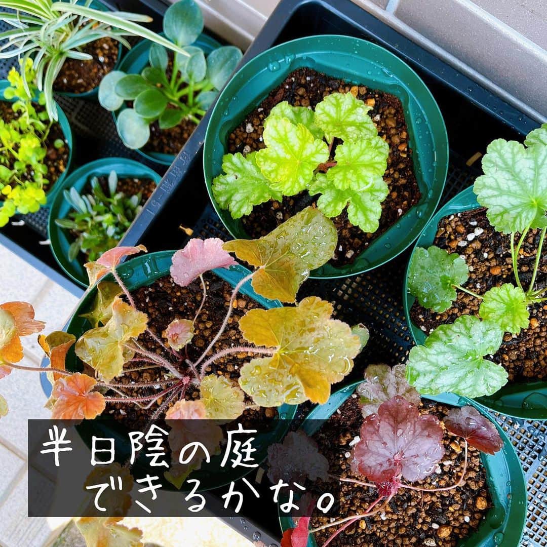 トテンのインスタグラム：「土しごとばっかりしています👨🏻‍🌾💦涼しいうちに…って朝から30℃越えとは！  塀沿いの松の切り株を100万馬力で掘り上げた5月の初めから約2ヶ月が経ち、 ようやくこちら側も土壌改良と植物選びを始めました🌱  土壌は石だらけのガチガチの粘土質でジメジメ、 太陽は午前中に差してその後は日陰、一部強烈な直射日光🌞西日もあり。 園芸初心者にはハードルお高め🥹  秋の植え付けを目標として、微生物のたくさん住むふかふかの土壌作りがんばります！✊🏻  苗は秋にまとめて購入しようと思いましたが、いくつか待ちきれずフライングしてしまいました（笑） 紫陽花が咲き、カラーリーフが広がるお庭を夢見ております。  早めに剪定した紫陽花の鉢植え、挿し木から始めたもう一種類のも、元気に成長しています。」