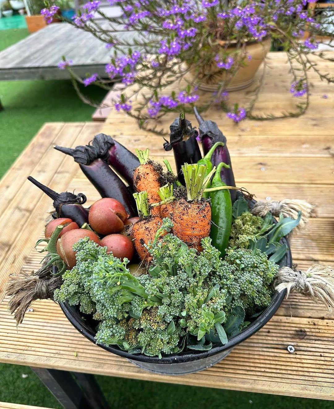 堀江聖夏のインスタグラム：「⌇‎採れたて夏野菜🥕🍆🍅 ⁡ 祖父の畑でも大きな大きな茄子♡ ⁡ 採れたてで新鮮のお野菜って なんて生き生きしてるんだ！！！！ ⁡ このまま生で食べられる 魁ピーマン🫑帰ったらゆっくり味わうねっ ⁡ ________________________________ #夏野菜 #畑 #野菜 #農業 #vegetable #オーガニック #家庭菜園 #お料理」