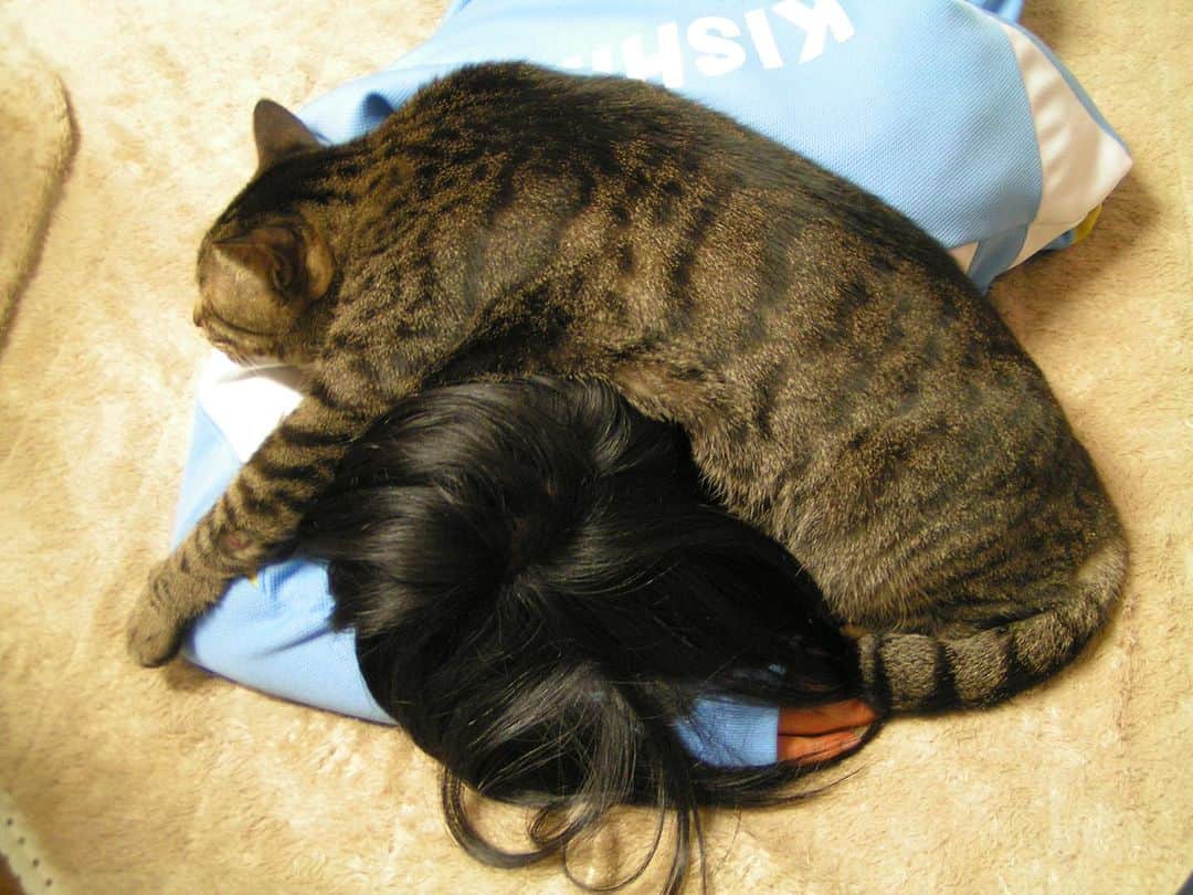 Kachimo Yoshimatsuのインスタグラム：「0の付く日は、レオ爺の日｡ 2006年12月 Photo:2006.12 お茶目なレオ爺。 娘がカーペットで寝てたら…  #うちの猫ら #レオ爺 #leo #猫 #ねこ #ニャンスタグラム #にゃんすたぐらむ #ねこのきもち #cat #ネコ #catstagram #ネコ部 http://kachimo.exblog.jp」