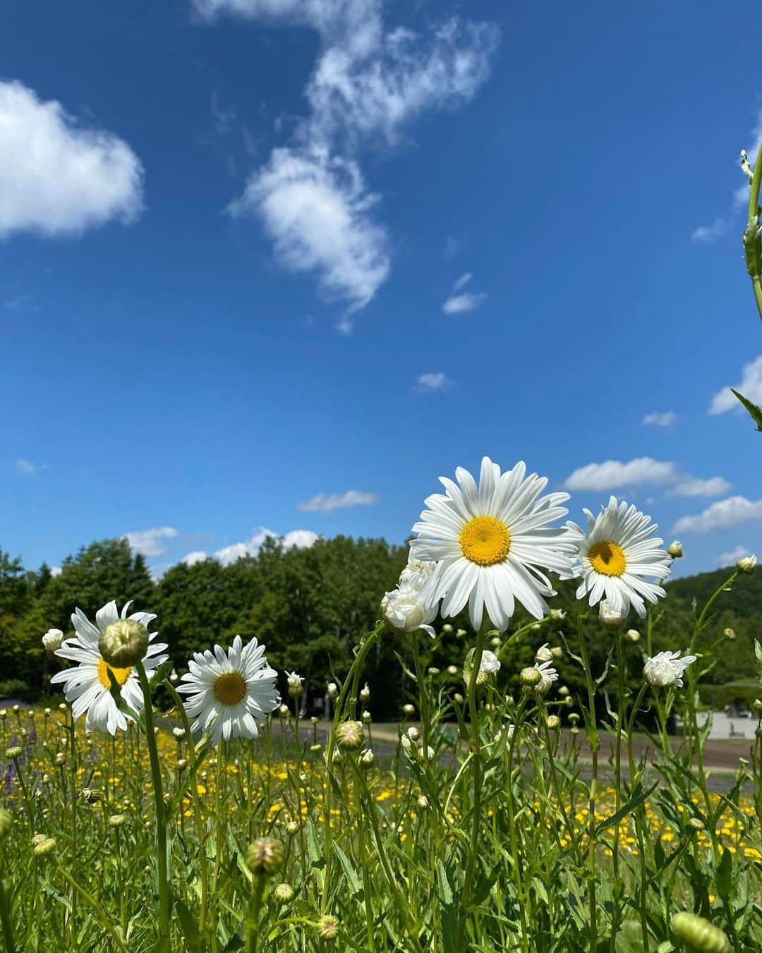 ◆miki◆さんのインスタグラム写真 - (◆miki◆Instagram)「* * 2023.7.4  滝野すずらん公園📍  札幌からチョロ〜っと走ったら この景色堪能できちゃうんだから🌳  トトロ出てきそうじゃろ？🩷  #ひわわんの成長記録#第3子#男の子ママ#男の子#キッズボーイ#kidsboy#べびすたぐらむ#ひわわん#hiwamovie  #滝野#滝野すずらん公園 #滝野すずらん丘陵公園 #札幌 #札幌観光」7月10日 14時37分 - gold______star