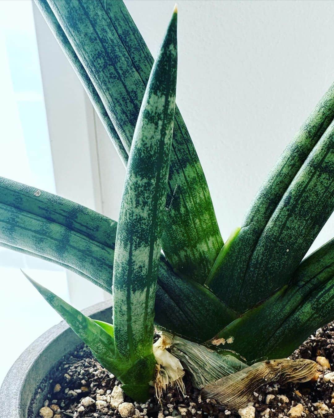 有吉弘行のインスタグラム：「もう大変なことになってきたので 切り離して植え替えします。」