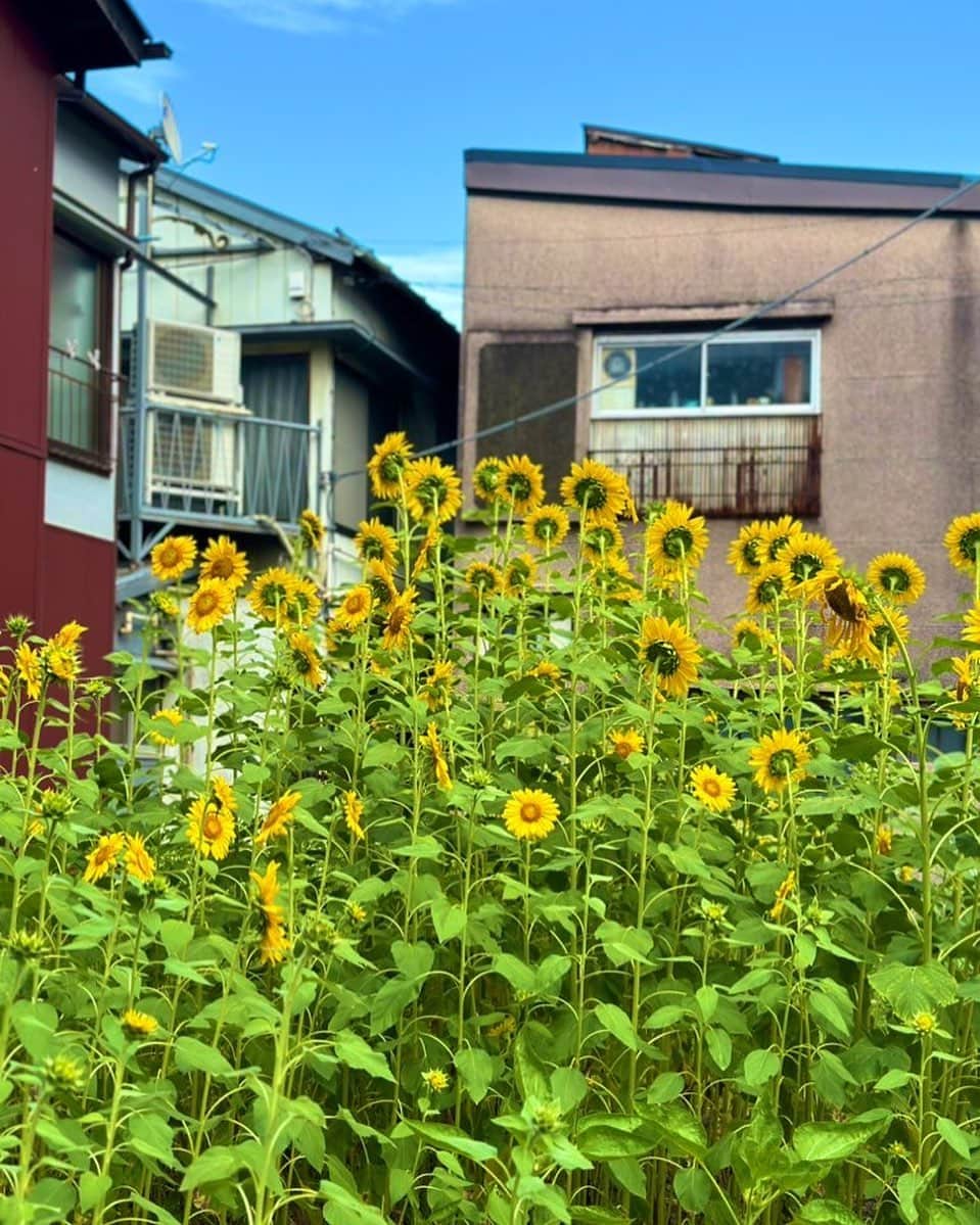 星那美月さんのインスタグラム写真 - (星那美月Instagram)「青空とひまわり夏ぽい🌻  #ほしなカメラ」7月10日 16時12分 - mitsukihoshina